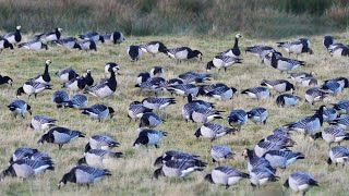 American Farmers Deal With Millions Of Wild Animals That Damage Crops This Way [upl. by Gabriellia531]