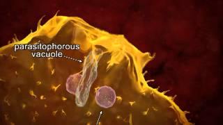 Animated life cycle of T cruzi in the human host [upl. by Sihunn]