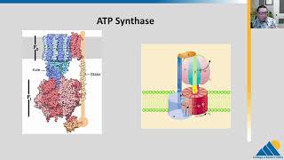 BIOL201 Ch74  Oxidative Phosphorylation [upl. by Tilda]