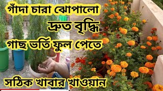 গাঁদা চারা ঝোপালো দ্রুত বৃদ্ধি করতে সঠিক খাবার খাওয়ান how to grow marigold plant in pot [upl. by Pohsib738]