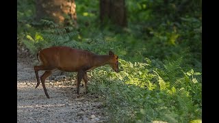 How high can a Muntjac jump shorts [upl. by Weirick]