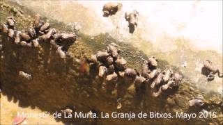 Bufo spinosus Mayo 2015 Monasterio de La Murta Alzira [upl. by Paulina258]