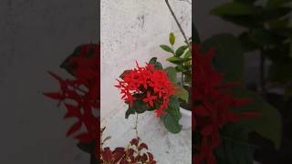 Ixora flower ixoraplant flower garden flowernames flowerbouquet [upl. by Anhcar]