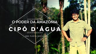 Encontrei na Amazônia Cipó dágua uma planta mágica [upl. by Yokoyama989]