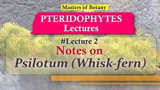 Lecture 2  Psilotum Whiskfern Life Cycle  Pteridophyta Lecture Notes [upl. by Clements]