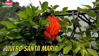 Vivero de plantas exóticas en El Salvador  Vivero Santa Maria  Youtubero Salvadoreño [upl. by Brinn]