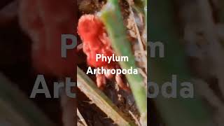 PHYLUM ARTHROPODA [upl. by Iseabal]