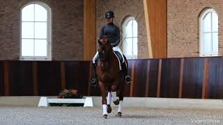 Grand Prix Stallion for sale in NL successful GP dressage horse for sale 2009 by Vivaldi [upl. by Krongold]