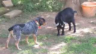 Billy Goat vs DogSomebody is Stubborn animalsofyoutube blueheelers goat [upl. by Agnese73]