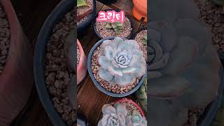 크림티대품영탁사랑옥다육식물 conophytum 多肉植物 국민다육아로마다육 [upl. by Eitsirk763]