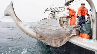 longline fishing Commercial Fishermen Fishing Vessel  Catch a lot of cod and Halibut on the sea [upl. by Tilly]