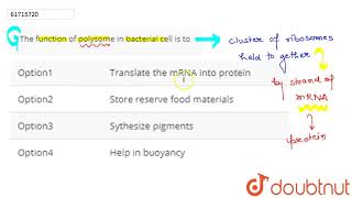 The function of polysome in bacterial cell is to [upl. by Aesoh]