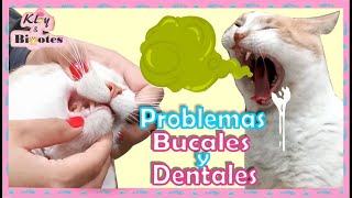 PROBLEMAS BUCALES Y DENTALES EN GATOS  SARRO GINGIVITIS PERIODONTITIS [upl. by Nycila]