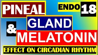 Pineal Gland Melatonin Functions Role in Circadian Rhythm Endocrine System Anatomy physiology Part18 [upl. by Hirz]