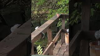 A red cardinal and a nuthatch bird do everything possible to distance themselves from each other [upl. by Emmie]