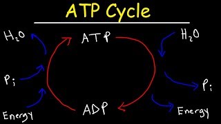 ATP Cycle [upl. by Nytsyrk]