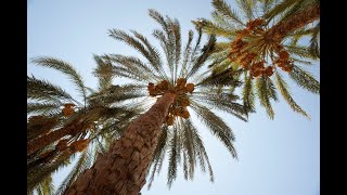 Optimizing a Sustainable and Coste ffective DNA Extraction Methodfrom Dry Date Palm Leaves [upl. by Kempe]