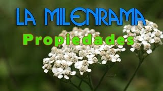 La Milenrama Propiedades y Para Que Sirve  Milenrama Propiedades Medicinales [upl. by Aitercul]