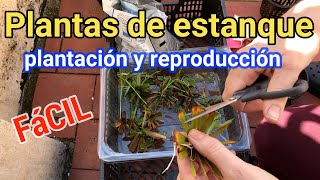 ❤️Plantas de estanque cómo plantarlas y reproducirlas [upl. by Hertha845]