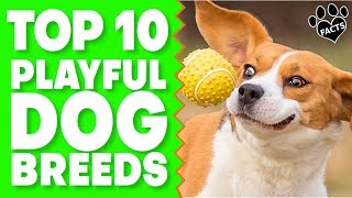 Top 10 Most Playful Dog Breeds for Active Families Dogs 101 [upl. by Ettennod]