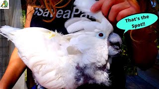 HOW TO HELP YOUR PARROT WITH PIN FEATHERS So Satisfying to Watch [upl. by Kirkwood618]