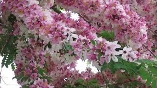 Cassia Javanica PlantPink ShowerApple Blossom Tree [upl. by Salim]