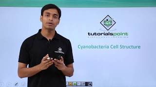 Class 11th – Cyanobacteria  Cell Structure  Biological Classification  Tutorials Point [upl. by Haldes]