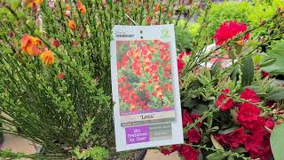 Cytisus Lena Ornamental Broom  EYECATCHING Easy to Grow Colorful Shrub for Sunny Sites [upl. by Stralka]