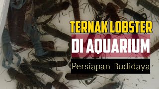 Budidaya Lobster Air Tawar Di Aquarium BISA🔥 [upl. by Gisella]