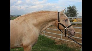 Wonderful Lusitano X Appaloosa crossbreed ideal for working equitation [upl. by Viradis]