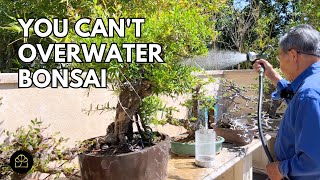 How to Water Your Bonsai Without Killing It [upl. by Akkimat]