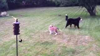 Pups at play Bernese Mountain Dog Lets St Bernard jump all over it [upl. by Lynden997]