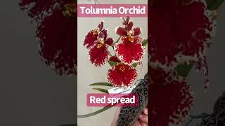 Small Orchid Tolumnia Red Spread [upl. by Towill]