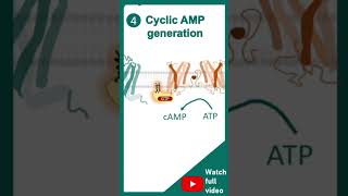 cell signallinggpcrreceptorshortvideo [upl. by Tanner]