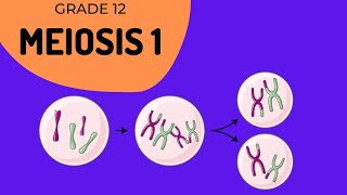 Meiosis 1  Crossing over and Phase identification [upl. by Alsi]