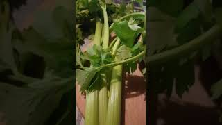 Le céleri excellent légume pour la santé des reins  Celery excellent vegetable for kidney health [upl. by Malik]