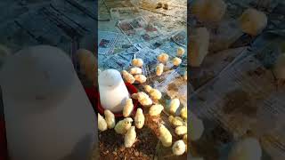 Newly hatched chicks chicks chicksfeed hen chicken trendingshorts viralshort viral shorts [upl. by Thadeus]