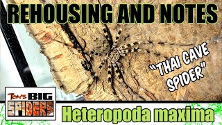 Heteropoda maxima quotThai Cave Spiderquot Rehouse and Update [upl. by Cerys]