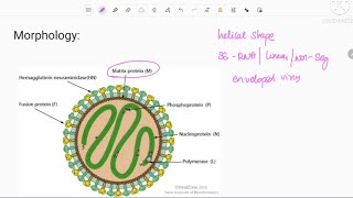 measles  rubeola virus  microbiology [upl. by Enelec]