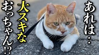 散歩中大好きなおっちゃんに会ったときの猫の反応がこちら [upl. by Kurman]