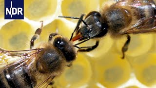 Rettung für unsere Bienen Ein Forscher macht Hoffnung für die Zukunft  45 Min  NDR [upl. by Meridel328]