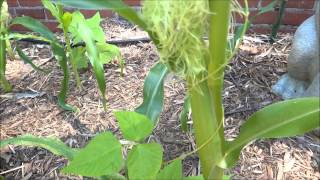 Lisa and the BeanstalkHow to Hand Pollinate Corn Stalks [upl. by Mlawsky]