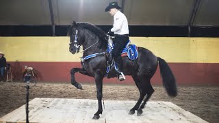 🥇 CABALLO BAILADOR EL REVELO  JINETE LEOBARDO MONTOYA [upl. by Byran934]