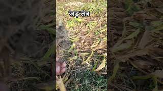 Syngenta nk 7328 जड़ तंत्र farming maizecultivation makkakikheti maizefarming cornplant मक्का [upl. by Heidy342]