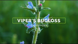 Vipers Bugloss [upl. by Arodaeht]