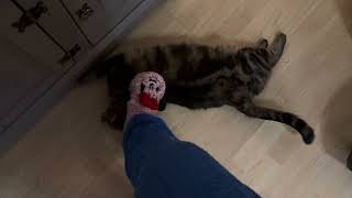 Chloe Gets a Foot Pat Coco Gets a Foot Stroke – Cat Playtime Fun [upl. by Eeima]