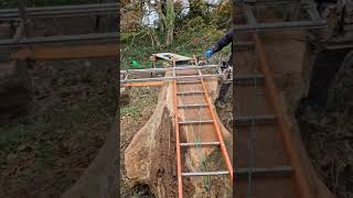 Using a Chainsaw Mill on Large a Oak Crotch  Stihl Ms880 [upl. by Manaker381]