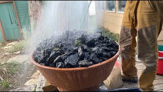 Saxifrage alpine in a pot [upl. by Ithnan]