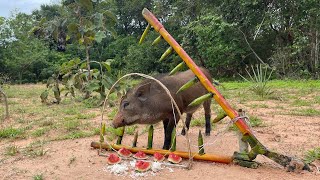 Build Unique Primitive Wild boar Trapping Tool Using Big Basket That Work 100 [upl. by Kondon]