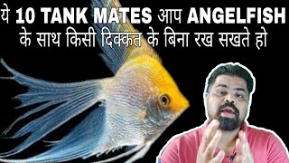 Angelfish Tank Mates In Hindi [upl. by Teak]